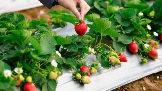 一起來肇慶摘果果！GO、GO、GO……