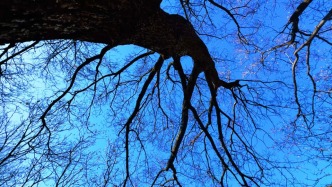 峄州印象 | 一念风起，叶落无声