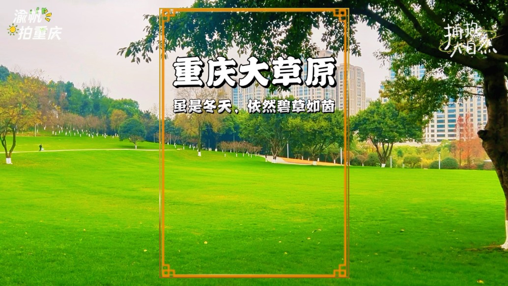 重慶中央公園陽光大草坪：冬天依然碧草如茵，被譽(yù)重慶的呼倫貝爾
