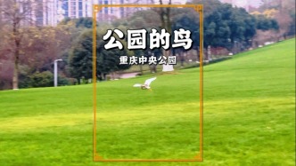 冬游重慶，在中央公園隨拍小鳥，領(lǐng)略重慶優(yōu)良的生態(tài)環(huán)境