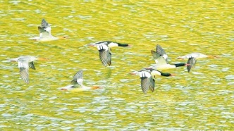 湖南岳陽平江縣：汨羅江迎“國寶級貴賓”