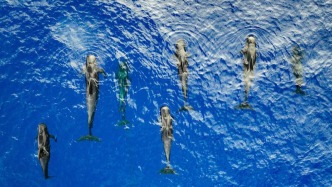 海洋保護(hù)的里程碑：中國批準(zhǔn)BBNJ協(xié)定