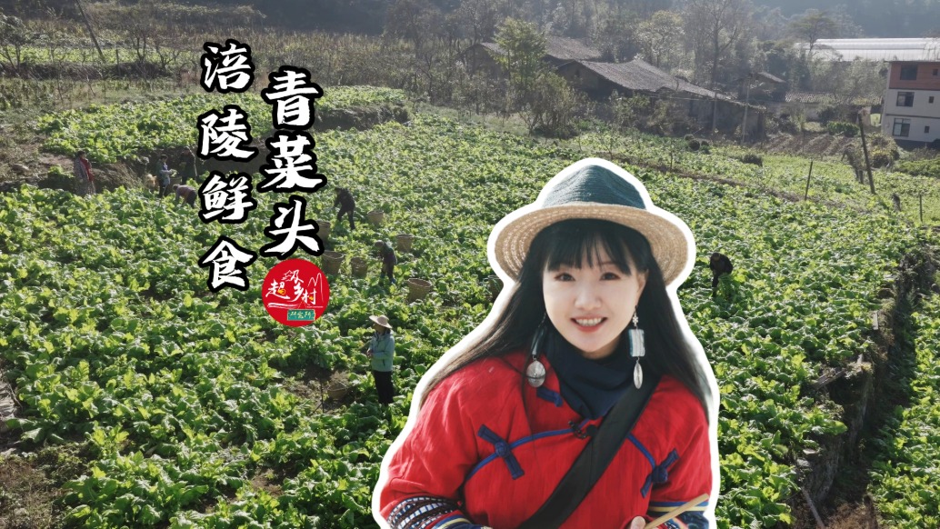 探秘重慶世界榨菜第一村，原來榨菜竟然源自一顆顆青菜頭