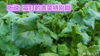 廣東局部現(xiàn)霜凍 27日白天起氣溫漸升