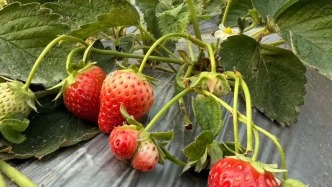 濟(jì)南市中親子采摘！草莓自由周末走起