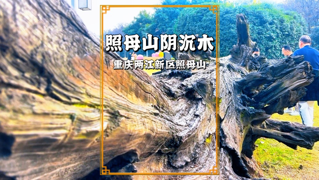 冬游重慶照母山，山中竟然有一條巨大的陰沉木，引得大量游客圍觀