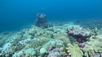 我國(guó)黃巖島珊瑚礁生態(tài)系統(tǒng)狀況總體良好