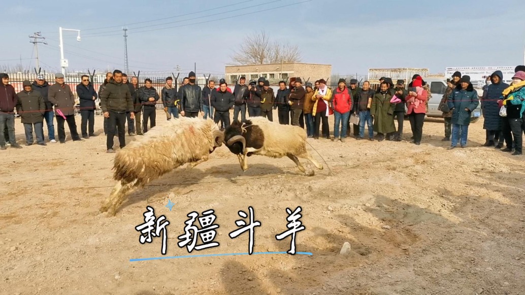 博斯腾湖畔的斗羊比赛,尽显西域风情,是新疆极具感染力的活动