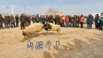 博斯腾湖畔的斗羊比赛，尽显西域风情，是新疆极具感染力的活动