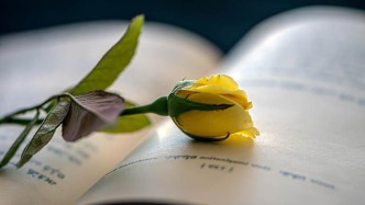 劇本轉(zhuǎn)讓費未付，違約方竟能解除合同？