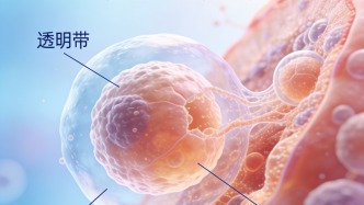 三城一区丨人类胚胎着床“黑箱”首次揭秘