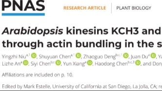 蘭州大學(xué)研究團隊與合作者揭示細(xì)胞骨架調(diào)控植物根向重力性的新機制