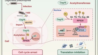 葛宏华课题组揭示病原菌抑制宿主蛋白翻译的新机制