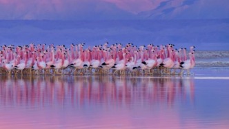 火烈鳥(niǎo)，跳的安第斯之舞，真的很不錯(cuò)，一起欣賞吧