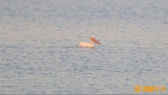 江西再添國(guó)家一級(jí)保護(hù)野生鳥(niǎo)類(lèi)名錄新成員