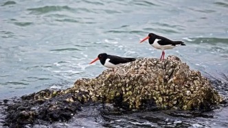 年度最萌科研！给牡蛎发“居住证”，它们竟把大桥护得稳稳当当