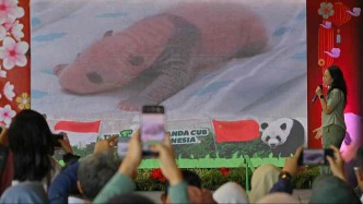 印尼首次迎來大熊貓幼仔誕生