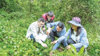 开州区开拓崖柏保护与可持续利用新路径从绝处逢生到绿满青山
