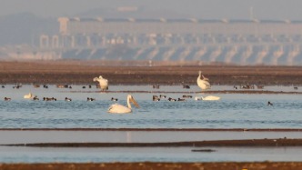 首次记录！鄱阳湖保护区再添珍稀物种