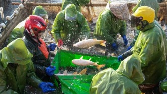 丰收啦！南昌鲜鱼“游”向全国餐桌