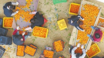 湖南郴州嘉禾縣：水果豐收