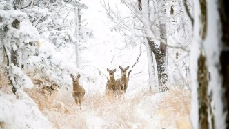 等一場雪，也等一個(gè)你