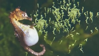 專家對(duì)海馬孕爸的新發(fā)現(xiàn)，能否加快“男人生娃”的臨床進(jìn)程？ 