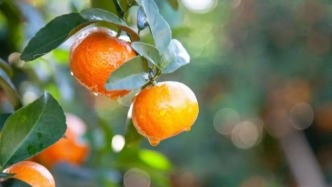 肇庆市长推介四会沙糖桔！这场发布会甜度超标！