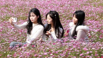 格桑花、紫花风铃木、雪白油茶花……肇庆这里太美了！