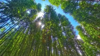 生态美产业兴百姓富！怀集的可持续发展之路，加快形成！