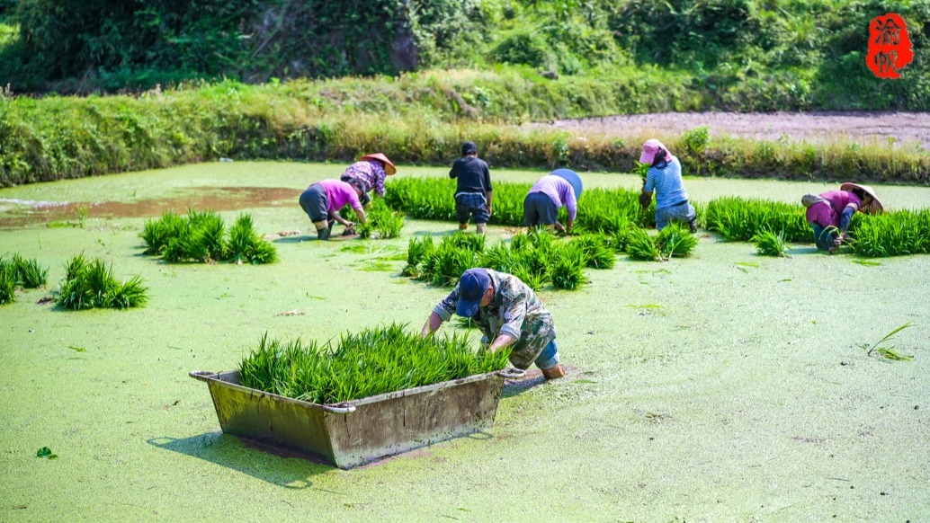 實(shí)拍重慶鄉(xiāng)村插秧盛景,宛如一幅充滿生機(jī)與溫情的鄉(xiāng)村勞作畫(huà)卷