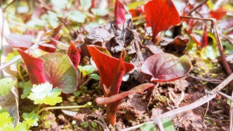 年关将近，又到挖折耳根的时候了，你们喜欢吗？