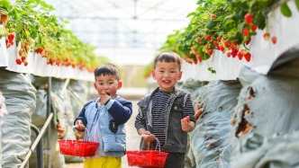 潼南空中草莓，不湾腰、不脏脚，尽享周末采摘之乐