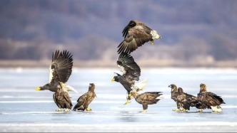 太壯觀！琿春濕地“神雕”開會(huì)