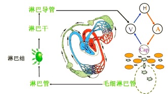 如何主動(dòng)管理術(shù)后/放療后的淋巴水腫？——一封寫(xiě)給患者的信