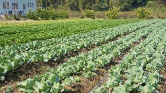 冬日遛娃不愁！肇慶四會(huì)這個(gè)生態(tài)園甜蜜來襲→