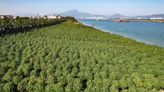 田間藏富！肇慶鄉(xiāng)親腰包鼓起來了