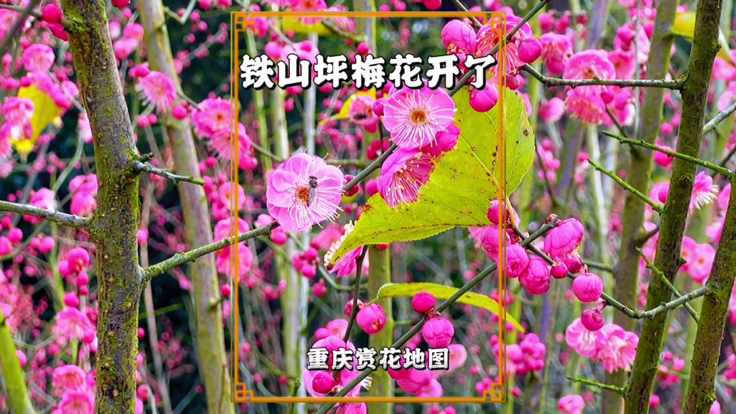 重慶賞花地圖：鐵山坪的梅花開了，漫山遍野，宛如片片紅霞