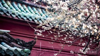 開(kāi)了開(kāi)了！崇州第一波梅花開(kāi)了