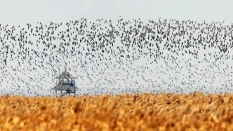 打卡 “鳥浪” 爆棚的山東寶藏小城！看黃河入海奇觀、追萬鳥齊飛盛景～
