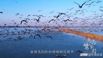 衡水湖鷺鳥(niǎo)：從新手父母到孩子展翅高飛的逆襲之路