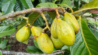 海南首次林草種質(zhì)資源普查到3101種林草植物