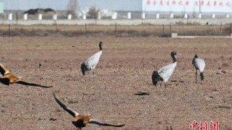 鹤舞高原 西藏林周成候鸟越冬乐园