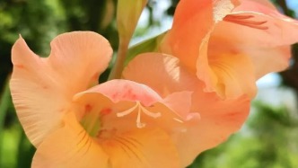 逛花市必買(mǎi)的這種“蘭”，竟和蘭花毫無(wú)關(guān)系？（文末附2026廣州花市攻略，記得收藏）