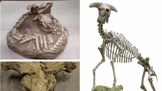 甘肅這些你不知道的寶藏即將亮相深圳