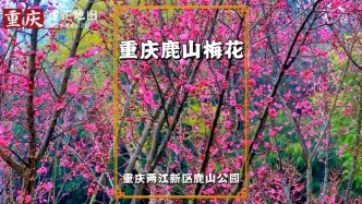 重慶賞花地圖：鹿山公園的梅花開了，如云似霞，美不勝收
