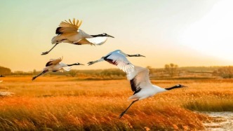 玩冰到白城！周末出发吉林西部宝藏小城！