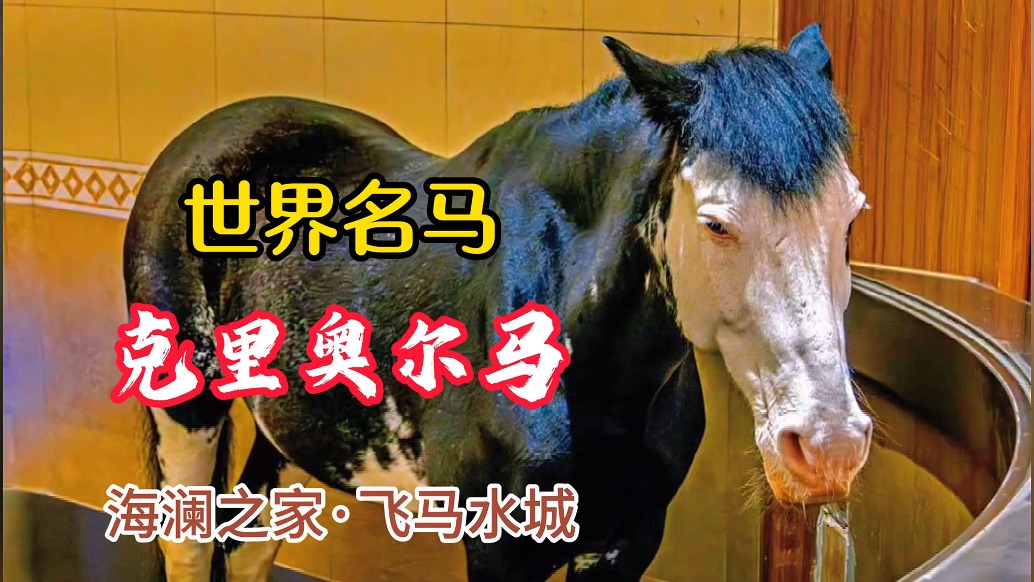克里奧爾馬：南美大草原牛仔坐騎，世界名馬丨海瀾之家·飛馬水城