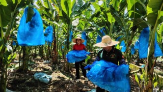 平鳳鎮(zhèn)“一村一策”巧布局，致富路上各有招