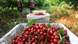 4J規(guī)格僅100元？車?yán)遄觾r(jià)格暴跌原因找到了！未來還會這么便宜嗎